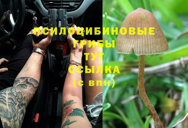 ПСИЛОЦИБИНОВЫЕ ГРИБЫ Каменка